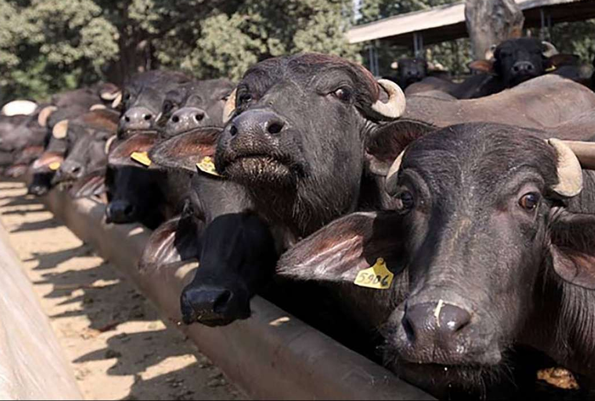 Junior engineer arrested for stealing buffalo in UP