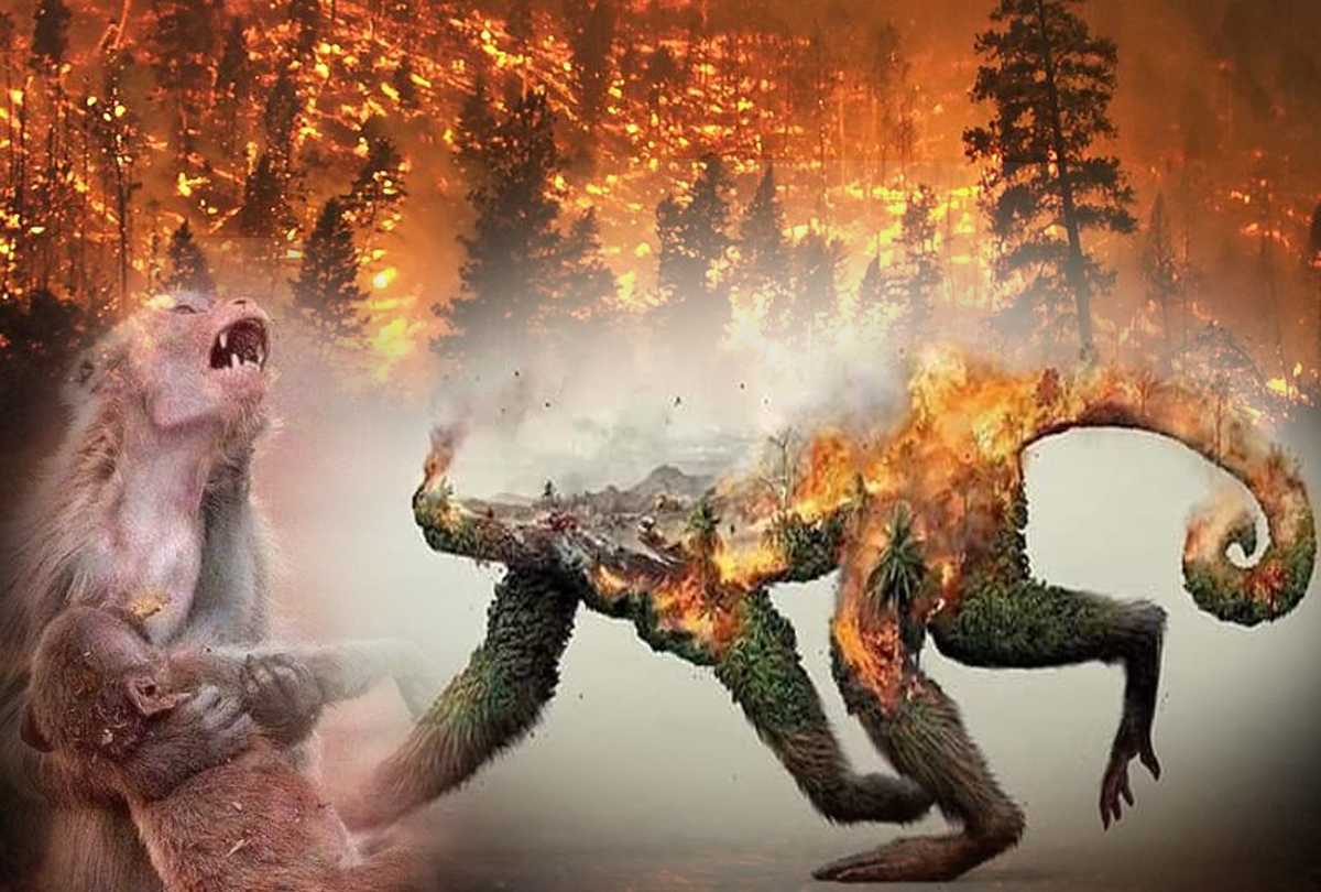 10 shoking pics of Amazon Rainforest Burning