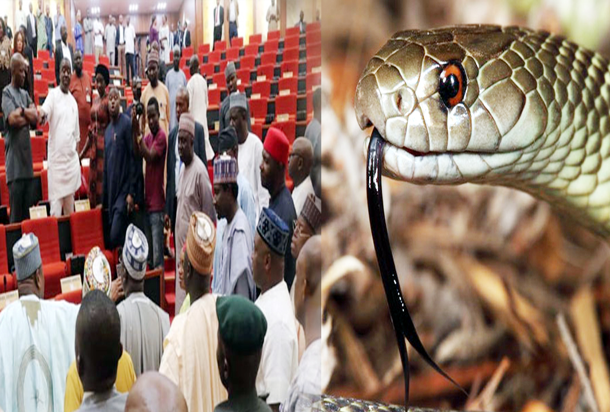 Snake lifts parliament in Nigeria, lawmakers run for their lives